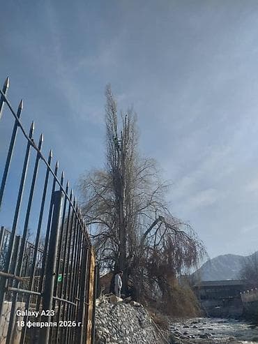 дерево дрова: СПИЛ ДЕРЕВА — 4