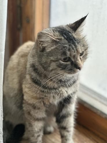 где купить кошку: Кошка даром: Беспородная, 1 год, Девочка, Кастрирована, Приучена к лотку, Проглистована — 7