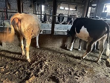 Продаю | Тёлка | На забой | Привязанные