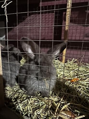 тропические декоративные растения: Пуховые декоративные кролики, окрас — чёрный/темно‑серый. - — 4