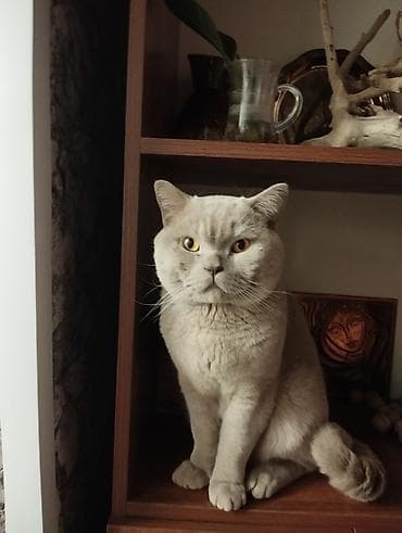 Аквариумдар: Британский короткошёрстный кот, окрас лиловый (пастельно‑серый) — 2