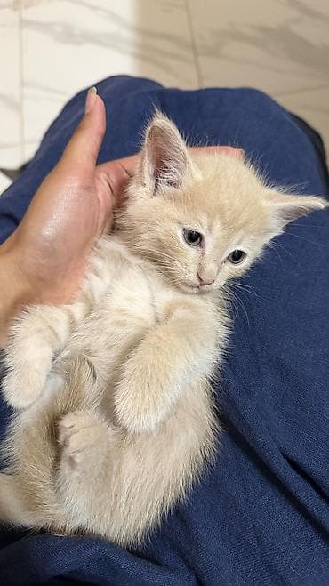 Отдам в добрые заботливые руки котят . Они очень ласковые — 1