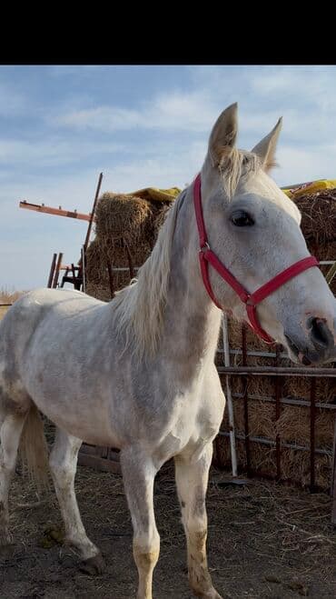 продажа пчёл: Сатам | Байтал | Ат спорту — 1