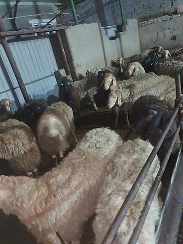 Грызуны: Продаю | Баран (самец) — 1