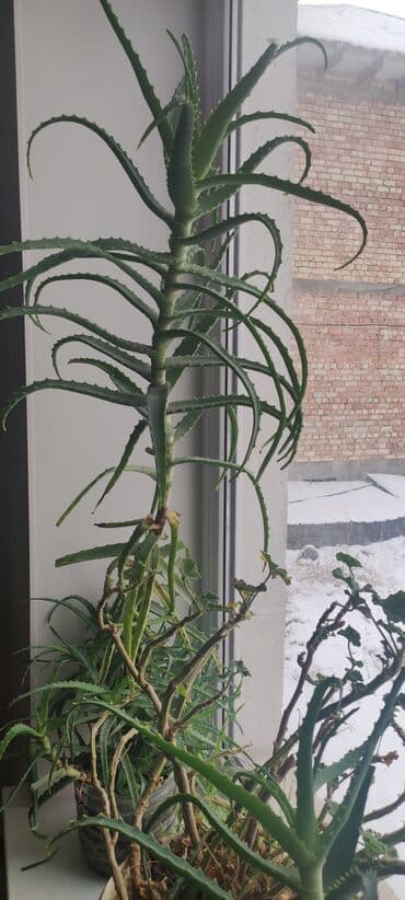 аихризон купить: Продаю Алое сочные живые — 2