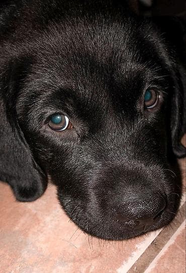 голоден ретривер: Лабрадор-ретривер, 3 месяца, Самец — 3