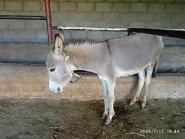 рыбы купить в аквариум: Осёл (молодой, серый, с светлой мордой и тёмной полосой по — 3