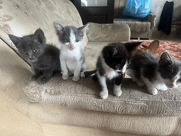 Котята домашние, разного окраса: - дымчато‑серый; - бело‑серый; -