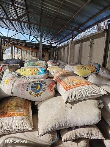 корм куры: Кукуруза, сушёное зерно в мешках - Желтое полнотелое зерно, очищенное — 4