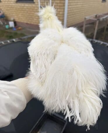 кой кырккан: Сатам | Тооктор, Короздор — 3