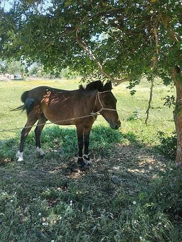 породистые собаки в бишкеке: Продаю | Жеребенок | На забой, Рабочий — 3