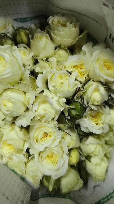 Сушилки: Роза 101 роза, 51 роза, 31 роза оптом и в розницу — 5