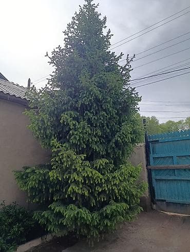 строительные ходули: Ель обыкновенная (Picea abies), взрослая декоративная. - Примерная — 2