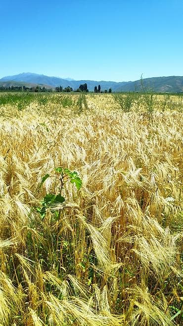 Продам ячмень на посев, 6 рядный Арпа сатылат уронго, 6 кырлуу at lalafo.kg Продам ячмень на посев, 6 рядный Арпа сатылат уронго, 6 кырлуу