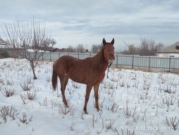 собаки карабалта: Сатам | Бээ (ургаачы) | Аргын | Көбөйтүү үчүн — 1