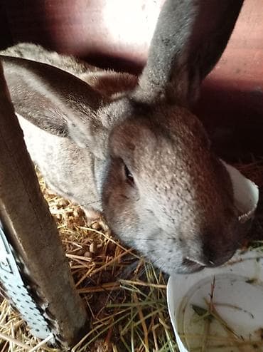 собаки сокулук: Сатам | Ургаачы коен | Аппак бакма коен | Көбөйтүү үчүн — 3