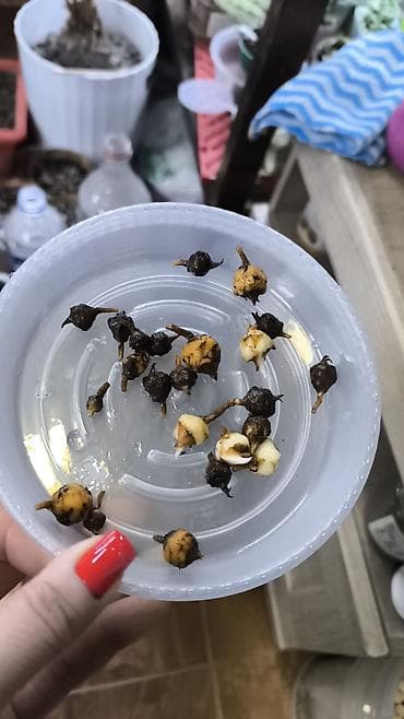 Алоказии: Алоказия Полли, комнатные растения, продаю растения подростки — 4