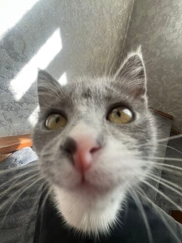 Беспородная, 2 месяца, Девочка, Биколор, Приучена к лотку, Проглистована at lalafo.kg Беспородная, 2 месяца, Девочка, Биколор, Приучена к лотку, Проглистована