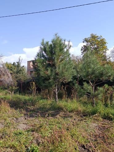 саженцы туя колоновидный: Көчөттөр дарактардын: Кызыл карагайлар, Өзү алып кетүү — 1