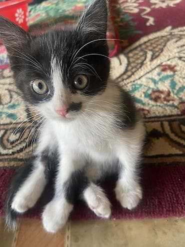 арзан иттер: Мышык бекер берилет: Породасыз, 2 айлык, Ургаачы, Лотокко барууга үйрөтүлгөн — 7