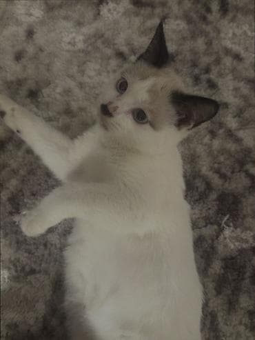 Мышык кууту: Котёнок с яркими голубыми глазами и колор-поинт окрасом. Основная — 3