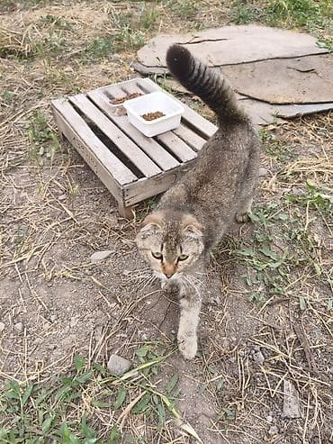 вин кот: 1 год, Мальчик, Приучена к лотку — 3