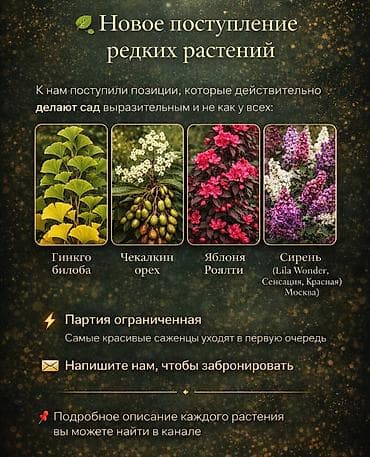 колючки: Https://t.me/blooming_garden_kg Редкие и эффектные декоративные — 4