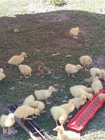 тоджон куры: Утята/гусята суточные и подрощенные есть индоутят - Породы: смешанные — 7
