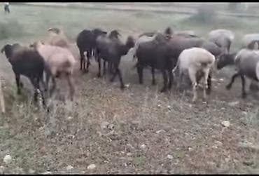 рыбы купить в аквариум: Продаю | Баран (самец) | На забой | Племенные — 1
