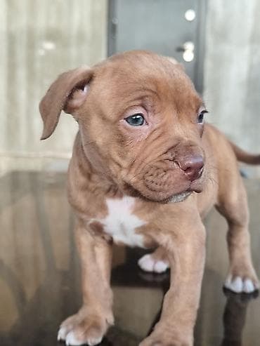 бутка для собак: Питбуль, 2 месяца, Самец — 5