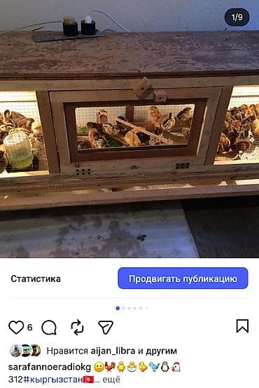 мал кой: Брудер/клетка для выращивания цыплят и другой птицы - Просторная — 9