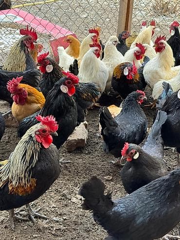 карликовые кохы: Продаю | Куры, Петух — 1