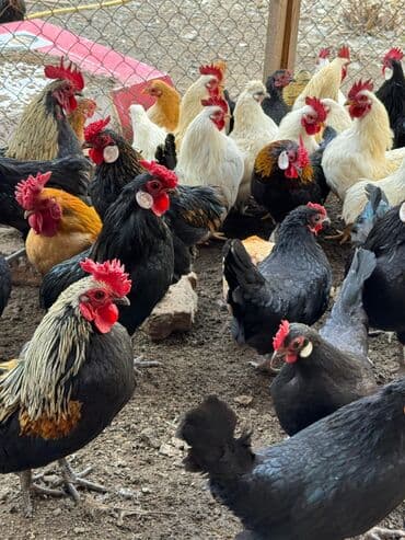 карлики кур: Продаю | Петух, Куры — 6