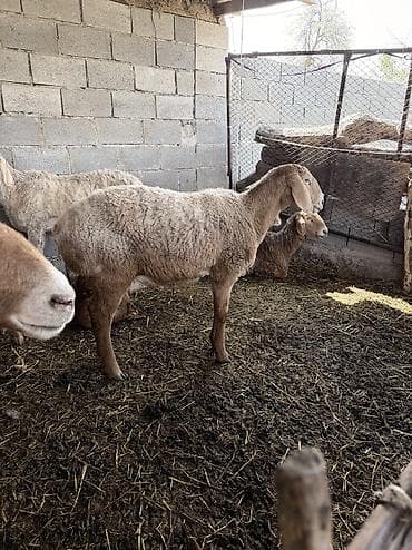 Продаю | Овца (самка), Ягненок, Баран (самец) | Арашан | Для разведения | Племенные, Котные, Матка