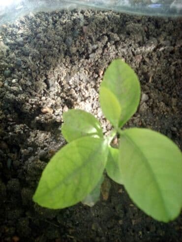 облепиха саженцы: Продаю лимоны, апельсины саженцы 1 года, растение крассула или — 3