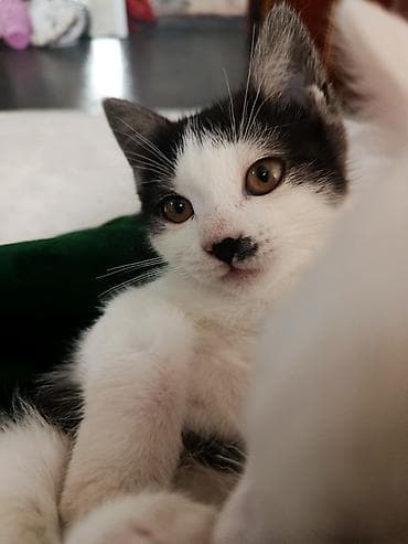 шотландская кошка черная: Скотиш Страйт (Шотландская прямоухая), 4 месяца, Девочка, Биколор, Метис, Приучена к лотку, Проглистована — 2