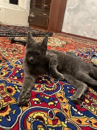 хорек купить: Кошка даром: Русская голубая, 5 месяцев, Девочка — 2