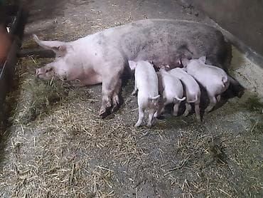 ежик купить: Продаются поросята, крупная белая, родились 16 января, зубки — 6
