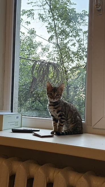 Бенгальская, 4 месяца, Девочка, Приучена к лотку