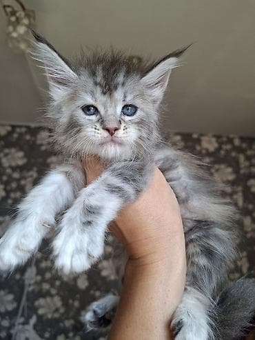котят в хорошие руки: 🐾 В продаже элитные котята мейн-куны с полным пакетом Документов — 10