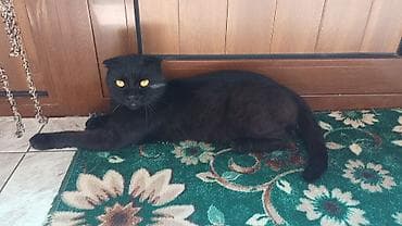 кошка шатлатски: Шотландский вислоухий кот, окраса чёрный (солид). Особенности: - — 1