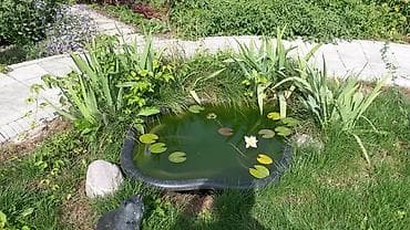 ландшафтный: Озеленение, ландшафтный дизайн. Разработка планов, подбор растений — 1