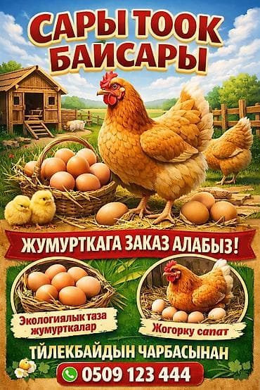 као мани: Байсары тоок; жумурткасы жана жөжөлөрү сатылат! — 7