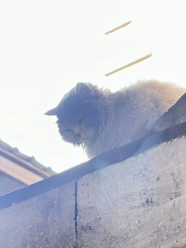 сколько стоит королевский дог: Домашний кот, который оказался на улице но неизвестно для меня — 5