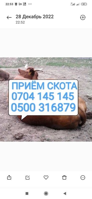 продажа кормов для сельскохозяйственных животных: Сатып алам | Уйлар, букалар, Жылкылар, аттар, Башка а/ч жаныбарлары | Күнү-түнү, Бардык шартта, Союлган — 1