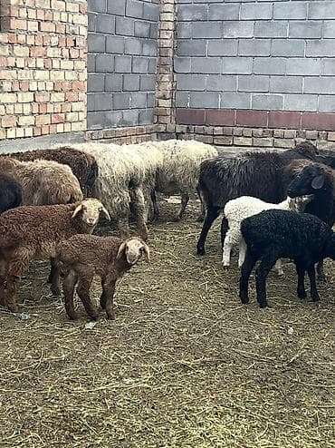 Башка жаныбарлар: Козулу койлор сатылат козулары чон чоп жеп калган 4/6/8 тишке чейин — 2