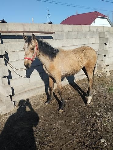 кой мал: Продаю | Жеребенок | Для разведения | Племенные — 4