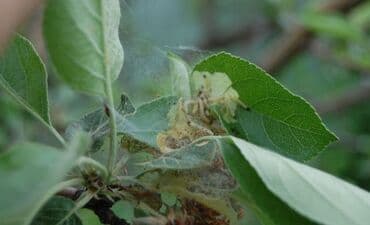 прайс лист на строительные работы бишкек: Садовник! Готовим Сад к Зиме! Обработка Сада! Осенняя обрезка и — 8