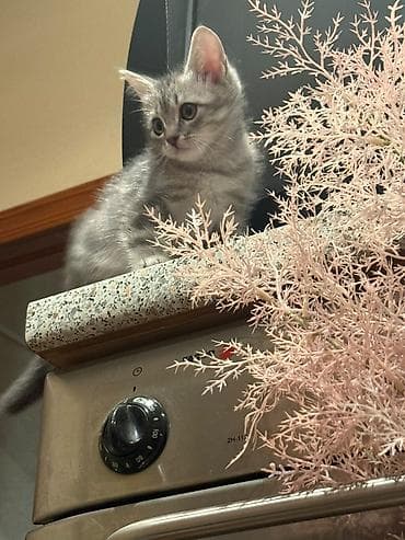 Мышыктар: Котята возраст 1,5 месяцев и 2,5 месяца . Девочки и мальчики — 2