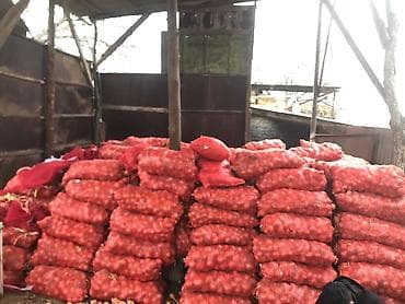 большой офисный стол: Лук Оптом — 1